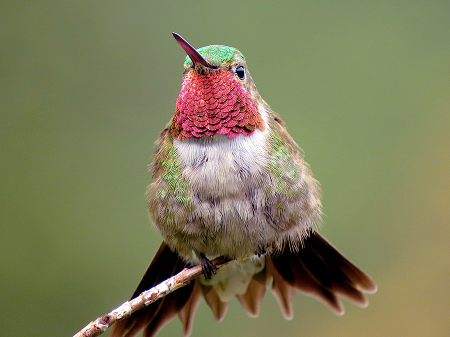 Broad Tailed Hummingbird Fauna Feeders,Red Ear Slider Tank